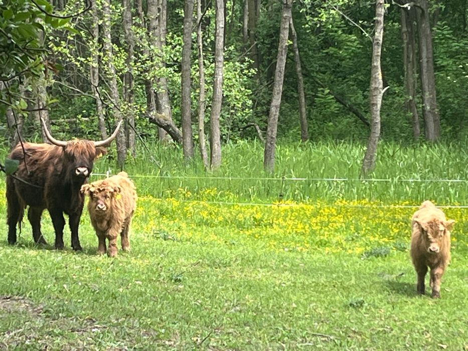 Cielaki Highland Cattle byk jałówka