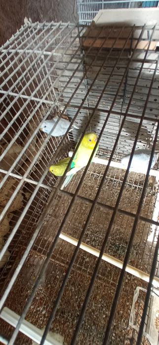 Periquitos Machos e Fêmeas