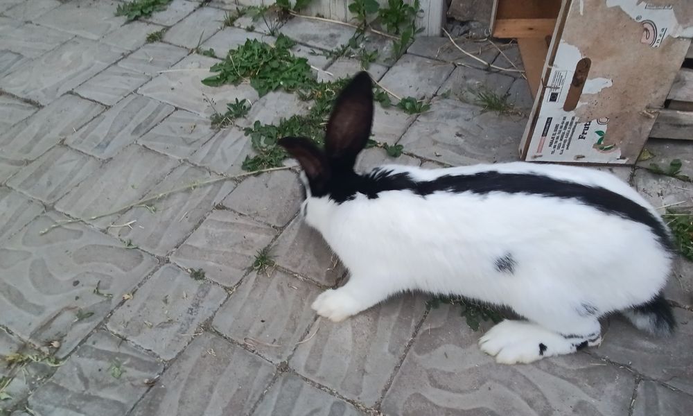 Кріличка породи Строкачка віком 4, 5 місяців ціна договірна