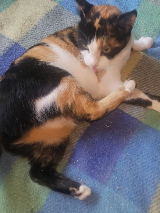 Отдам даром в добрые руки трехцветную кошечку