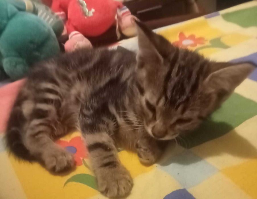 6 gatinhos lindos para adoção responsável