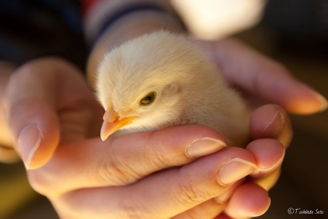 Добові курчата бройлер кобб 500