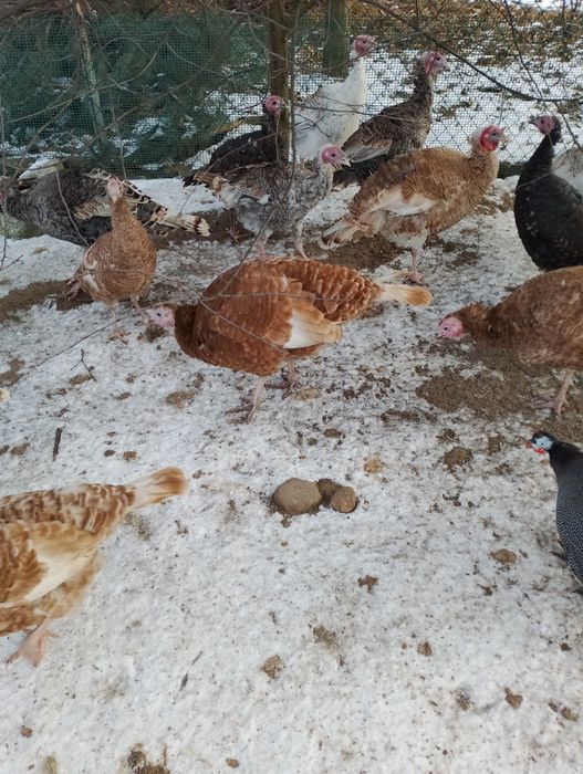 Jndyczki i jndory 2025