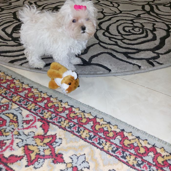 Девочка Мальтезе