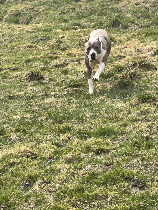 Oddam 4 letnia suczke american bully xl
