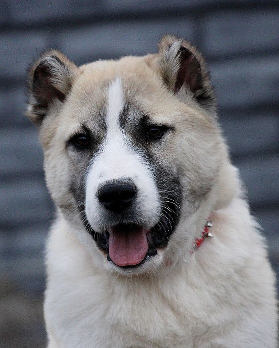 Кавказець-вовкодав.