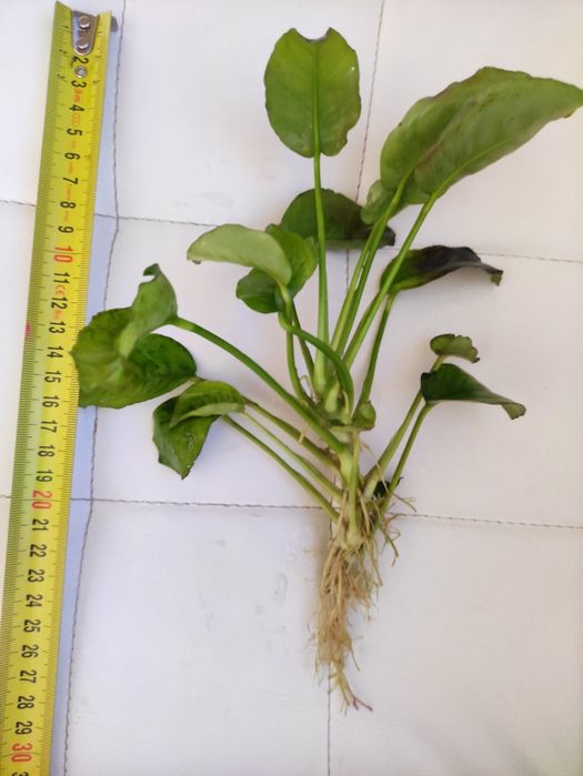 Sprzedam Anubiasa Giganta