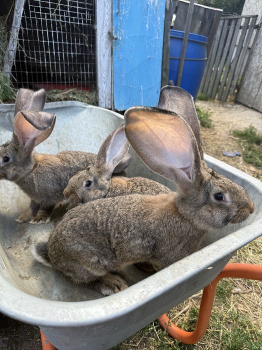 Продам Бельгійський Велетень