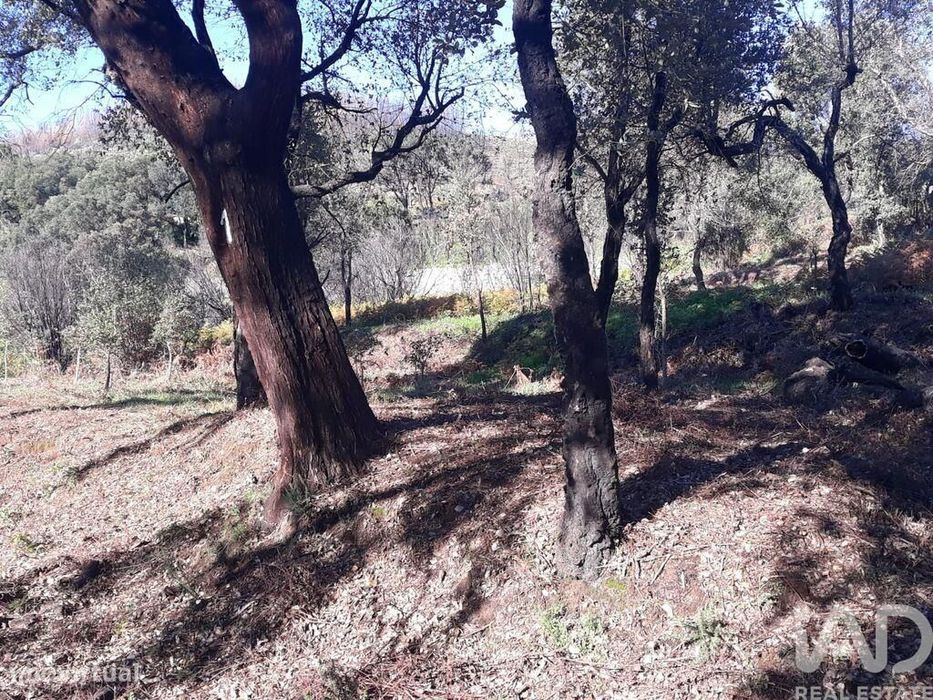 Terreno Agrícola em Monchique