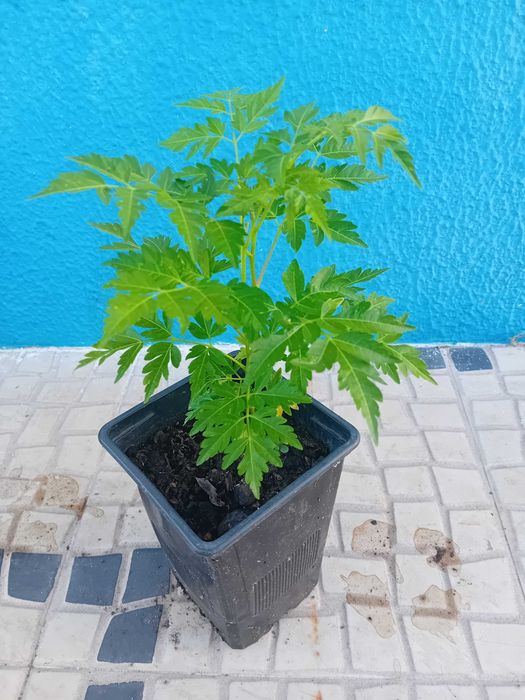 Neem / Melia Azaderach árvore em vaso