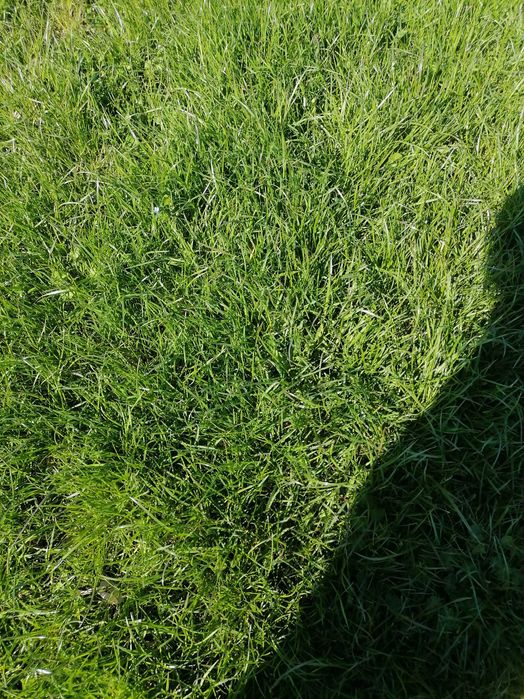 ŻycicaTrwała(bokser),Rajgras Angielski,trawa na trawnik, nasiona trawy