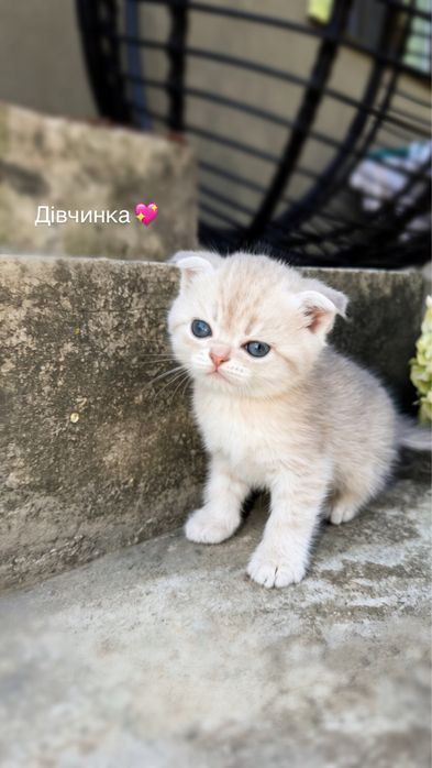 Кошенята срібна та золота шиншила