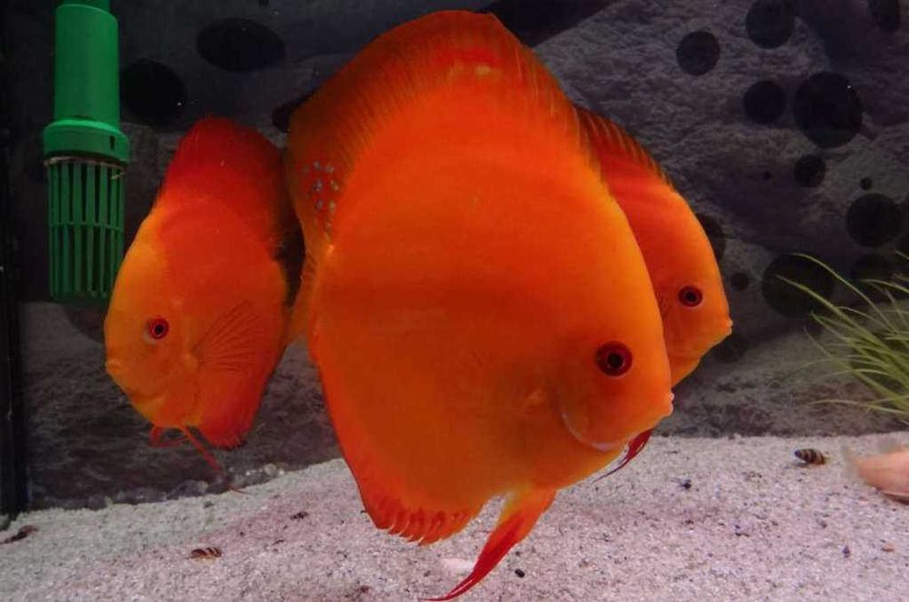 GB DYSKOWCE Paletka Solid Red | Rozmiar "S" do 5cm