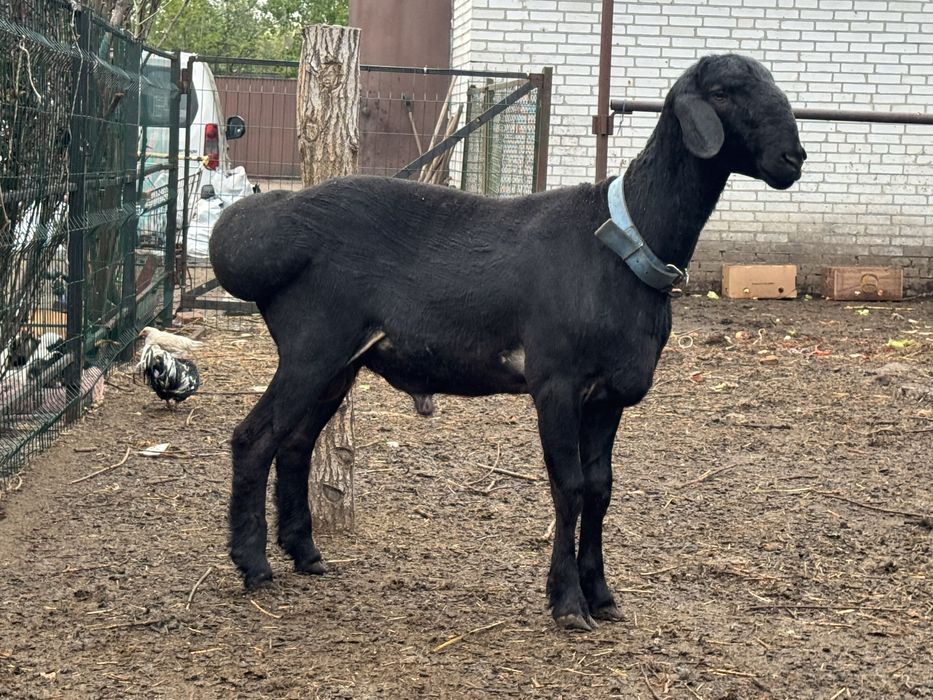 Овцы чистокровной Гисарской породы