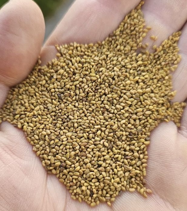 Mieszanka traw lucerna koniczyna gorzowska kupkówka festulolium trawa