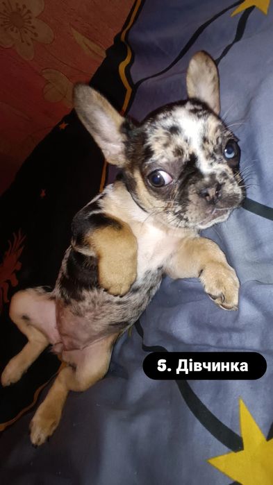 Неймовірні цуценята французького бульдога — 2 місяці