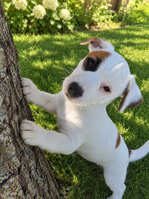 Jack Russell Terrier