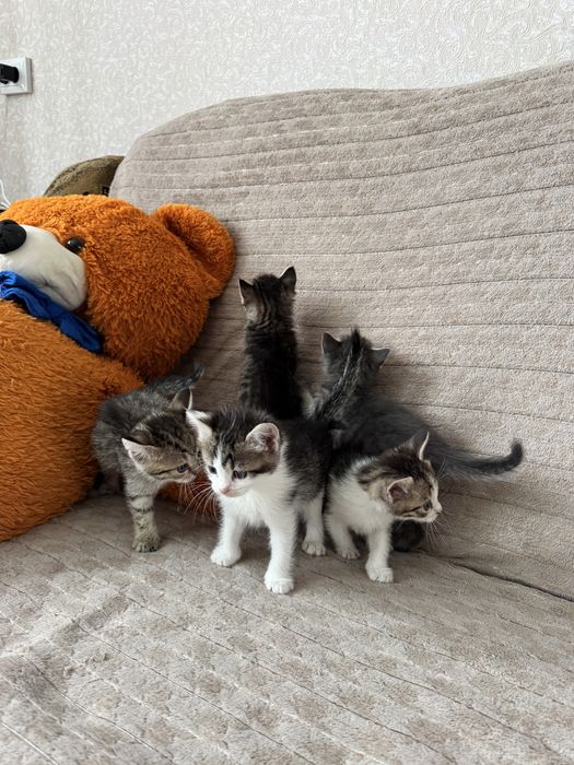 Котята тигрята мама шотландская