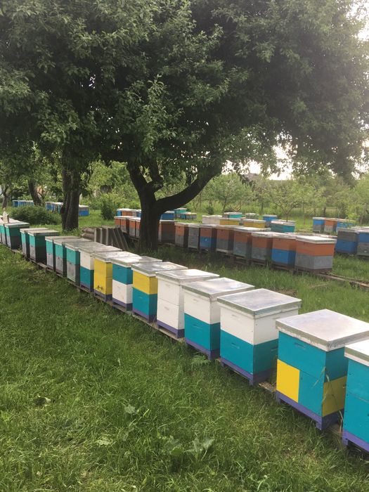 Бджолопакети української степової на 230
