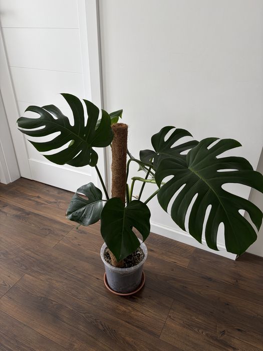 Monstera deliciosa