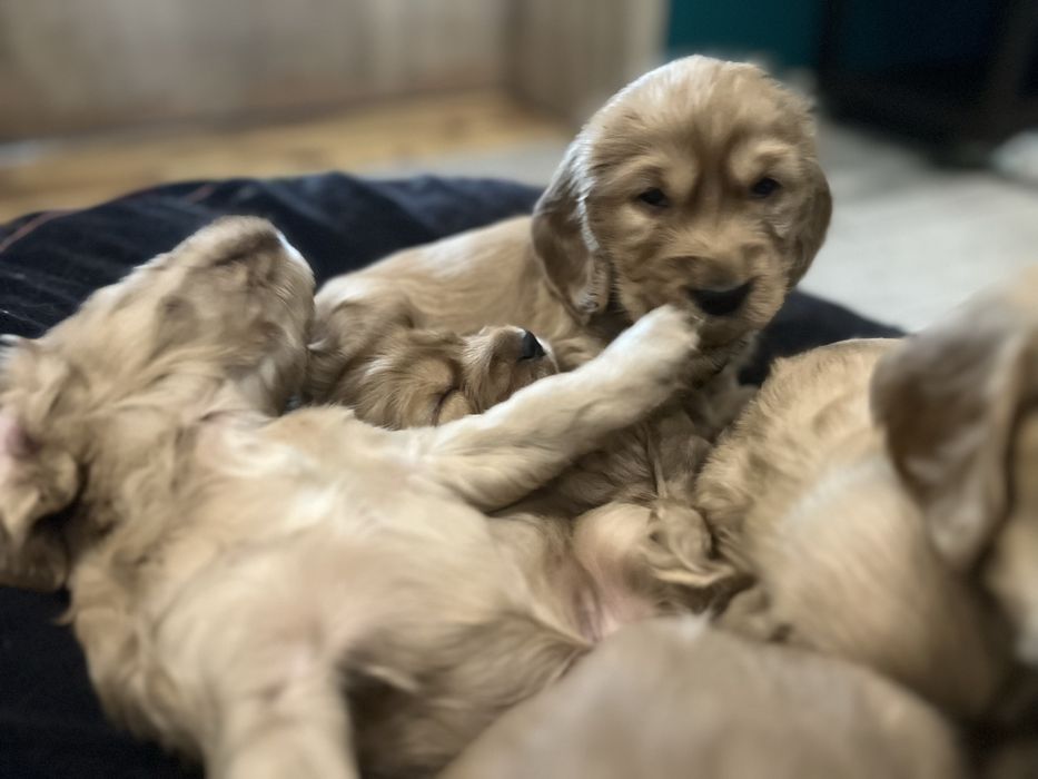 Cocker spaniel angielski