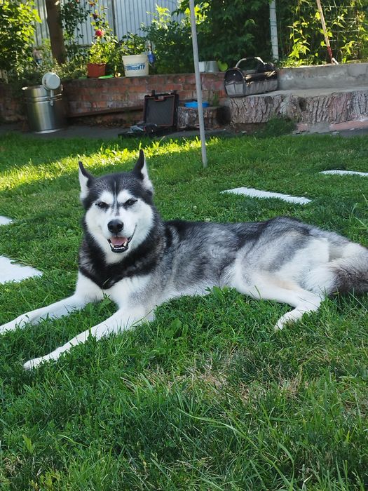 В'язка хаскі сибірський