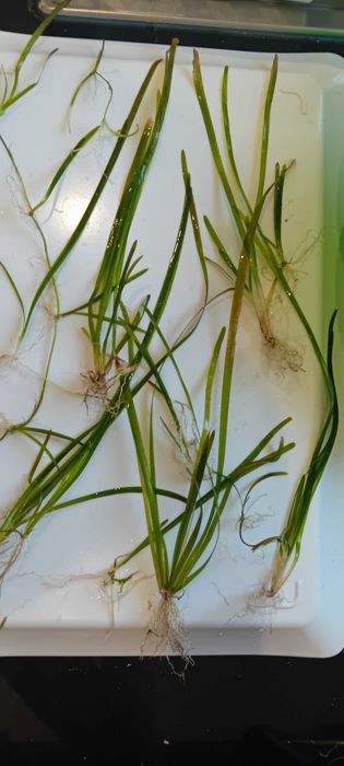 Vallisneria spiralis Tiger