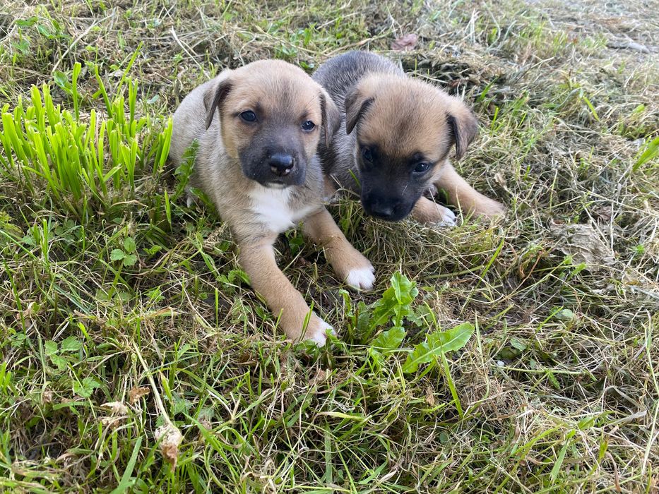 Віддам песиків в добрі руки