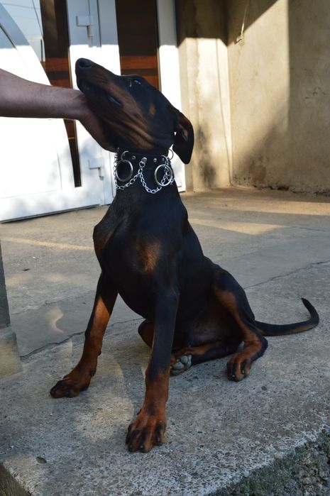 Цуценята добермана