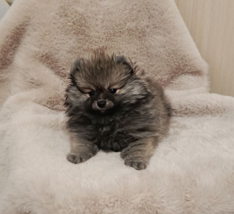 Люлі милі шпіцулі