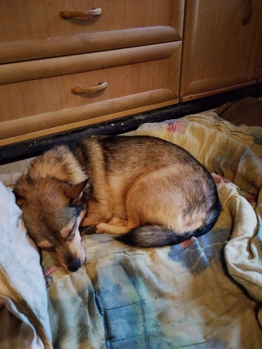 Suczka do oddania za darmo