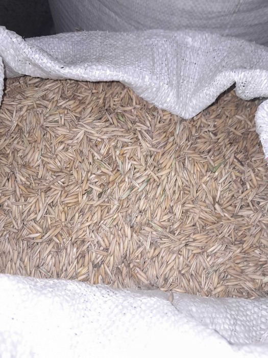 Продаю чистий перевіяний овес не кроплений