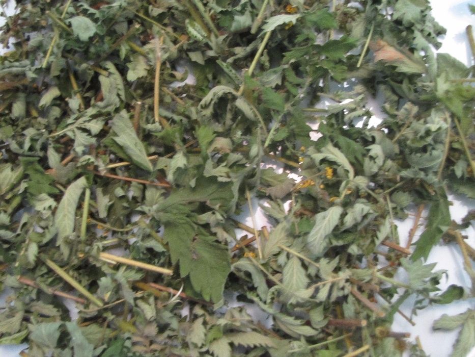 Парило Репяшок Репьяшок Репешок з Карпат