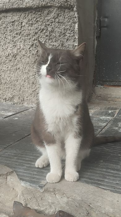 Безкоштовно котик