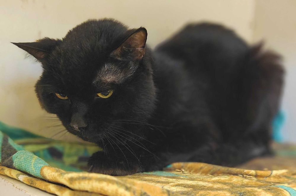 Розумний, серйозний котик Роджер мріє про родину (3 р.). Кастр. Кот