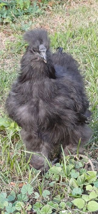 Parka silki jedwabistej