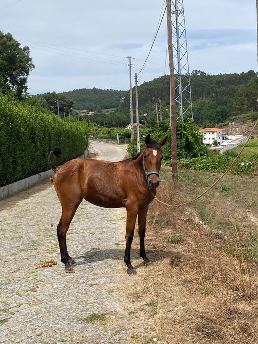 Vendo poldra cruzado lusitano