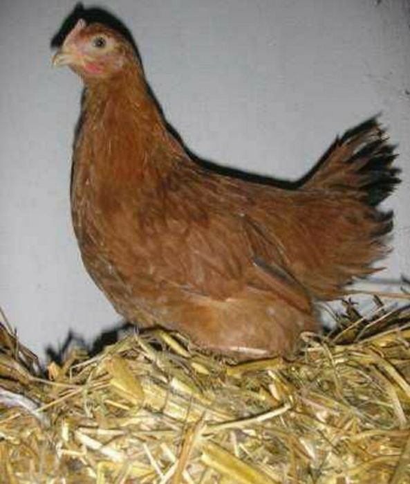 Kurczaki - nioski, kokoszki, kogury