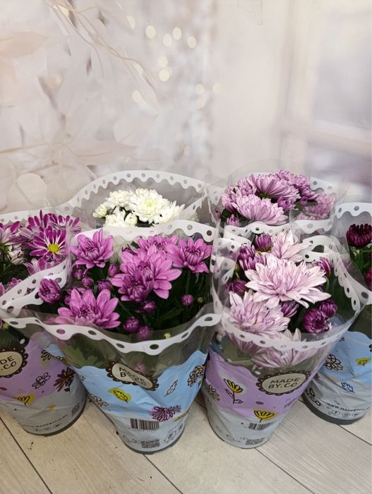 Скімія.Хризантема.Мускарі.Крокуси.Гіпеаструм.