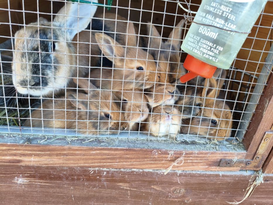 Młode króliki japońskie nowozelandzki czerwony