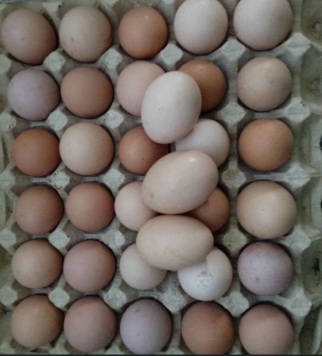 Домашні курячі яйця