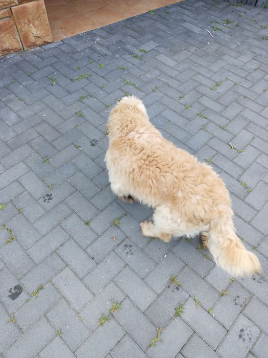Dorosłe Labradoodle para