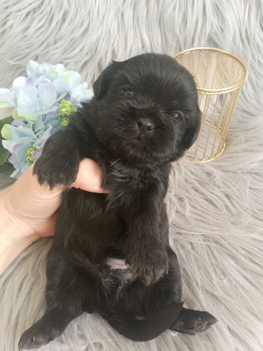 Piękny czarny piesek rasy Shih-Tzu