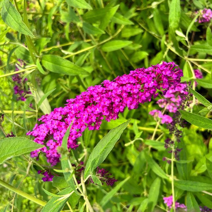 Budleja Dawida 'Royal Red' (Buddleja davidii) Doniczka 2.0L