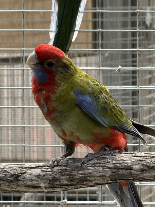 Varias Aves Disponiveis !