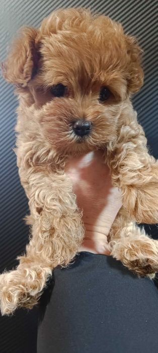 Мальтипу ф1 міні