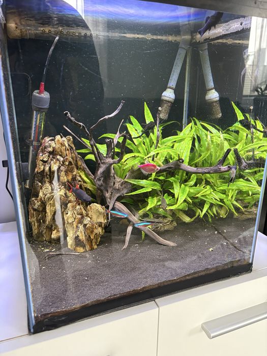 Akwarium optiwhite 50L
