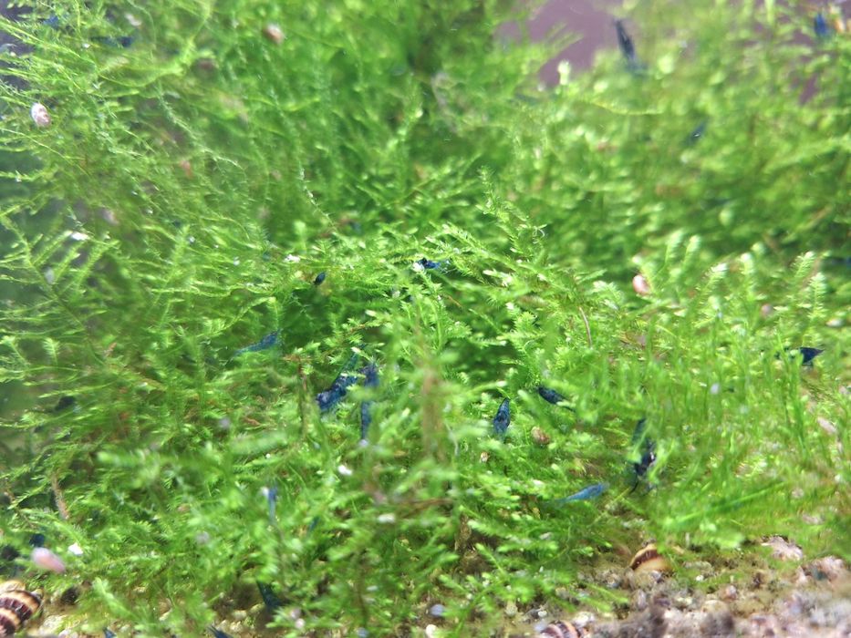 Krewetki neocaridinia blue velvet