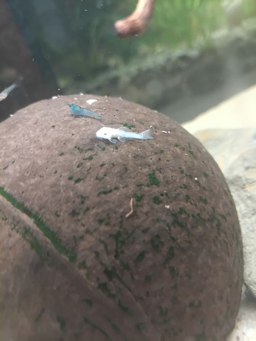 Sprzedam młode snow white