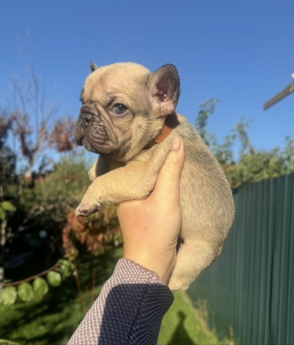 Малята на бронь та готові до переїзду !Доставка по Україні та за кордо